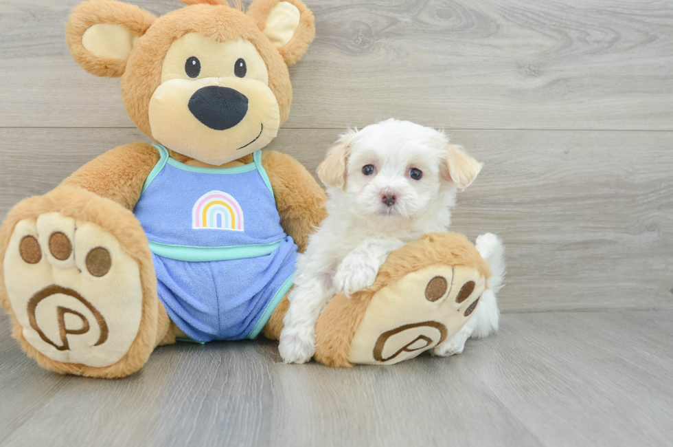 8 week old Maltipoo Puppy For Sale - Windy City Pups