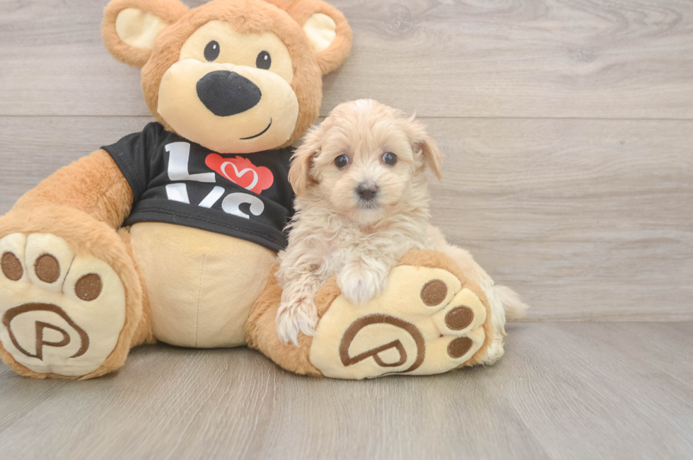5 week old Maltipoo Puppy For Sale - Windy City Pups