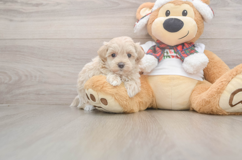 5 week old Maltipoo Puppy For Sale - Windy City Pups