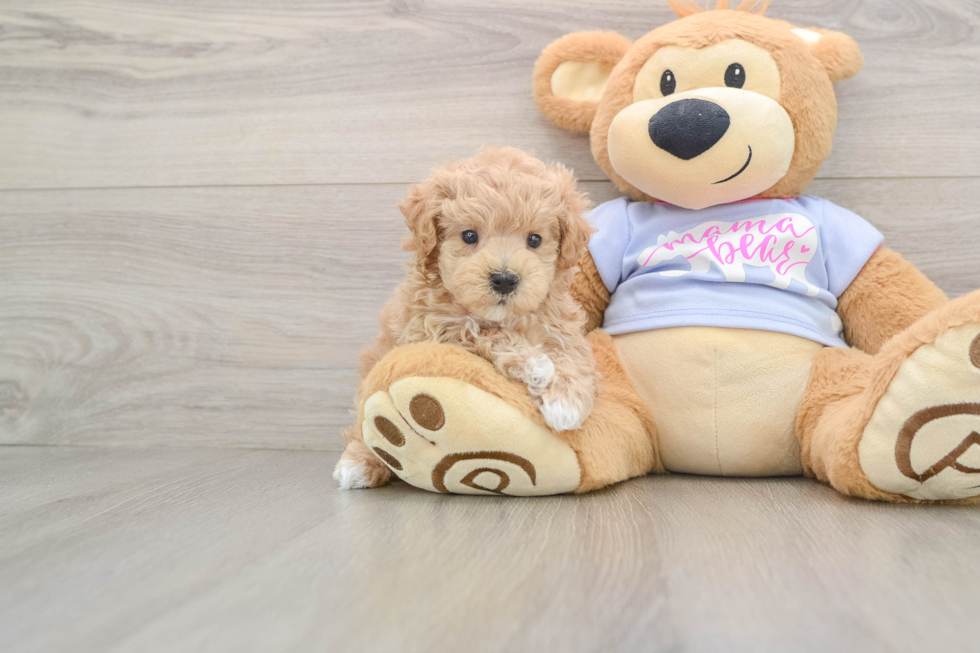 Smart Maltipoo Poodle Mix Pup