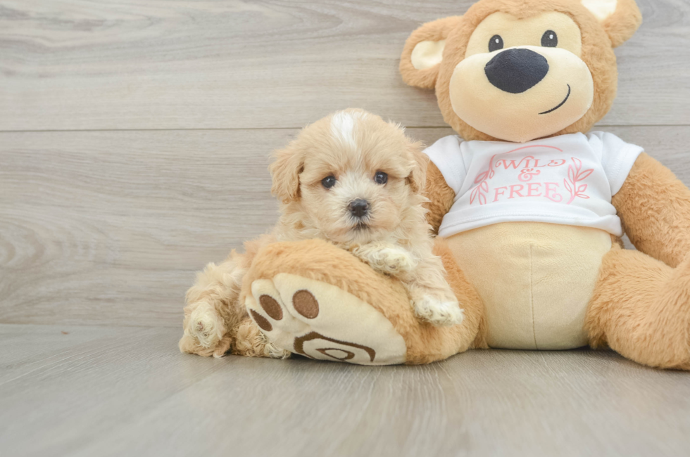 6 week old Maltipoo Puppy For Sale - Windy City Pups