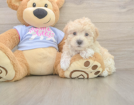 7 week old Maltipoo Puppy For Sale - Windy City Pups