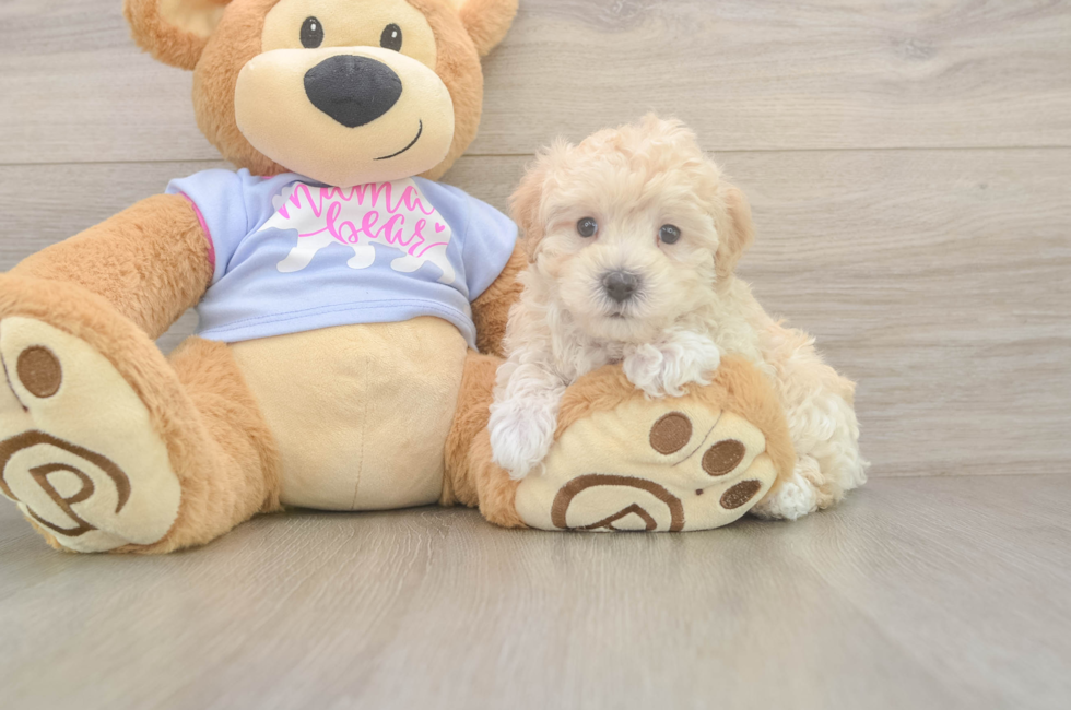 5 week old Maltipoo Puppy For Sale - Windy City Pups