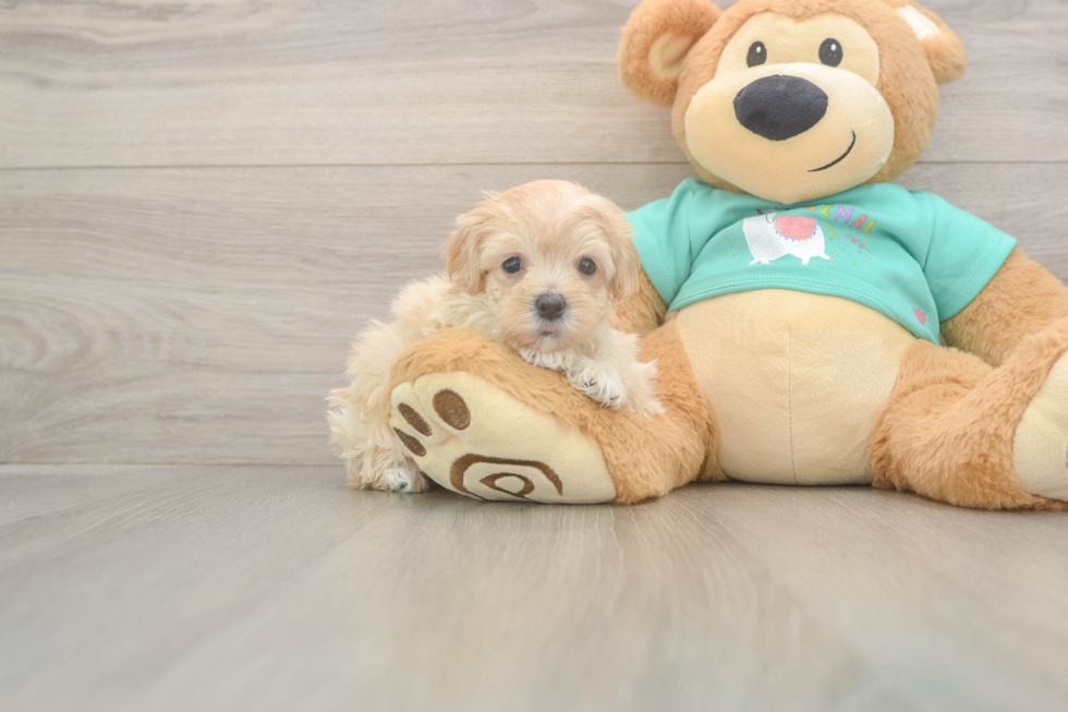 Maltipoo Pup Being Cute