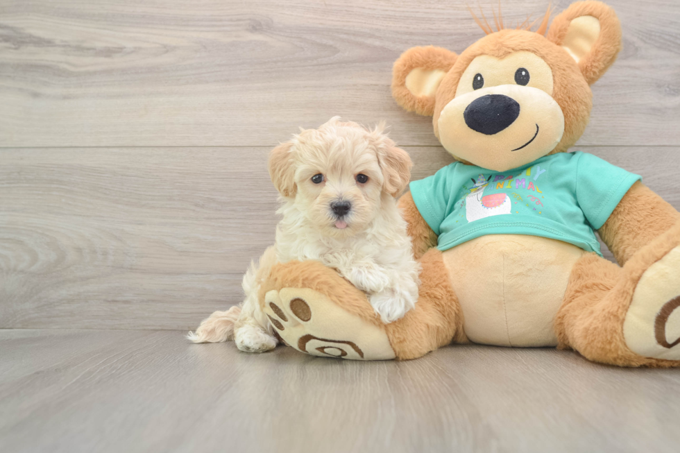 Friendly Maltipoo Baby