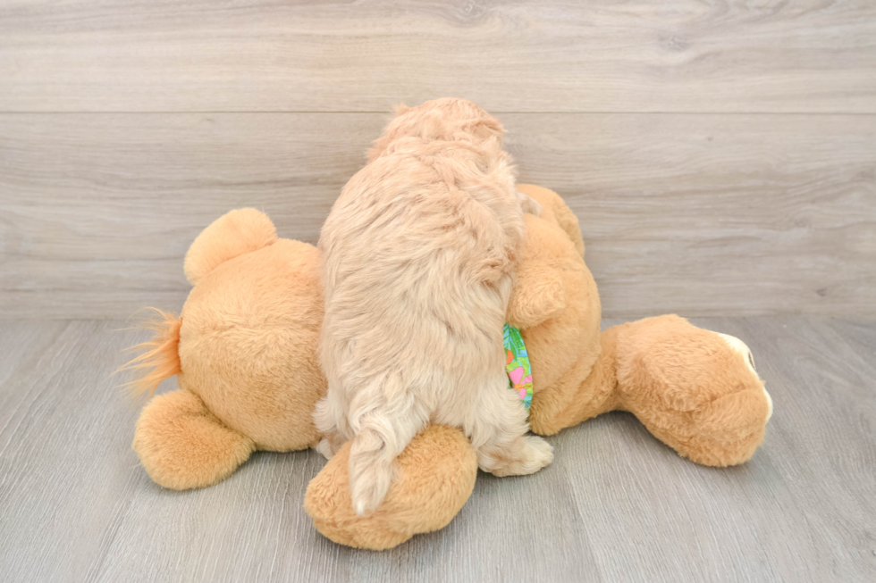 Popular Maltipoo Poodle Mix Pup