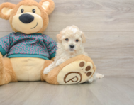 7 week old Maltipoo Puppy For Sale - Windy City Pups