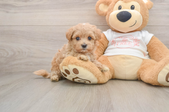 TACO, a Maltipoo littermate