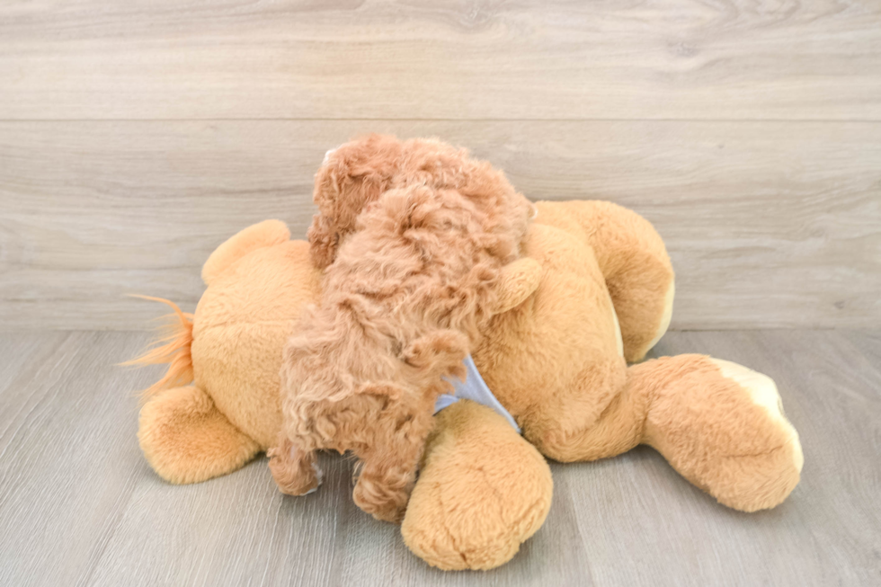 Maltipoo Puppy for Adoption