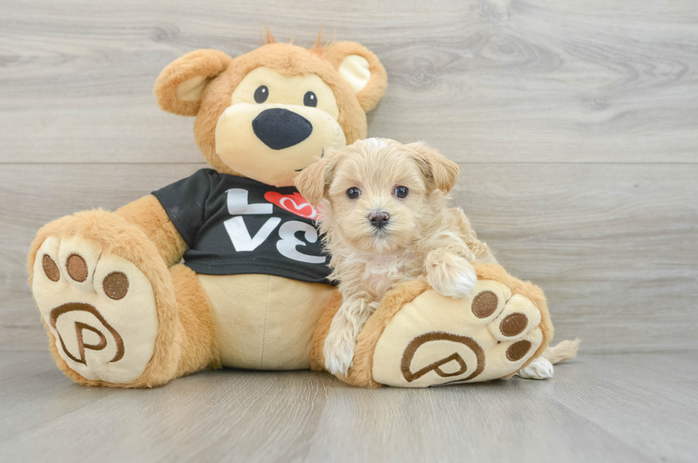 7 week old Maltipoo Puppy For Sale - Windy City Pups