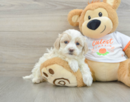 8 week old Maltipoo Puppy For Sale - Windy City Pups