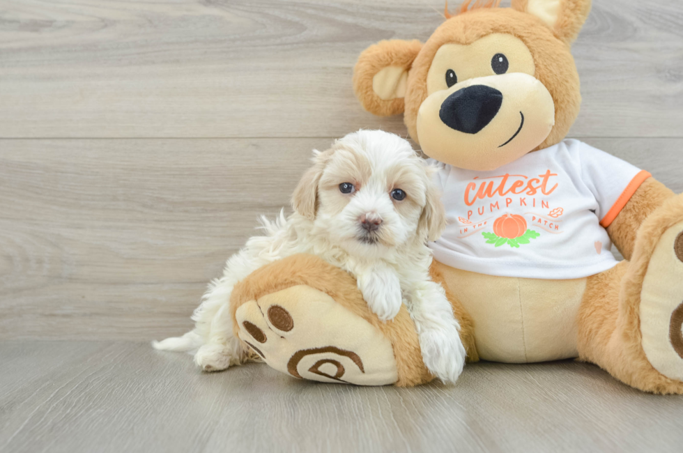 6 week old Maltipoo Puppy For Sale - Windy City Pups