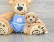7 week old Maltipoo Puppy For Sale - Windy City Pups