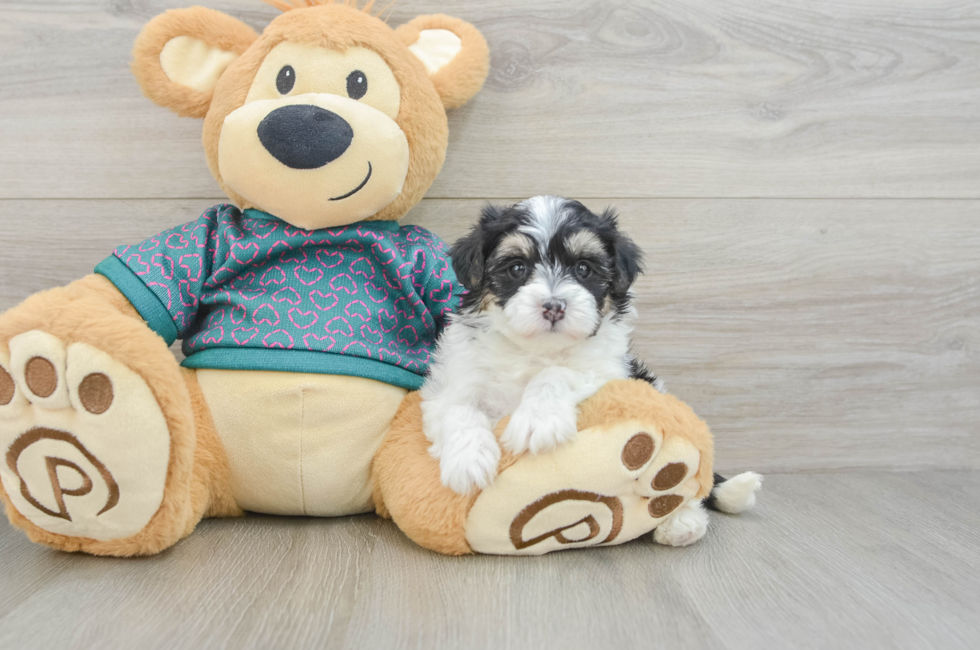 5 week old Maltipoo Puppy For Sale - Windy City Pups