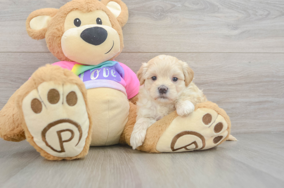 5 week old Maltipoo Puppy For Sale - Windy City Pups