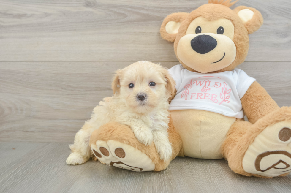 6 week old Maltipoo Puppy For Sale - Windy City Pups
