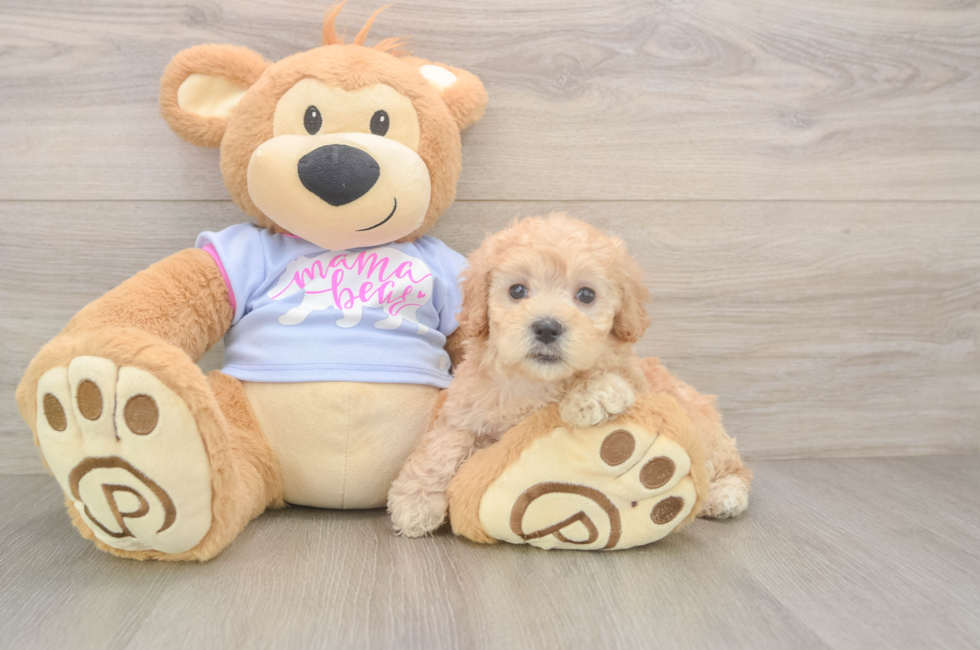 5 week old Maltipoo Puppy For Sale - Windy City Pups
