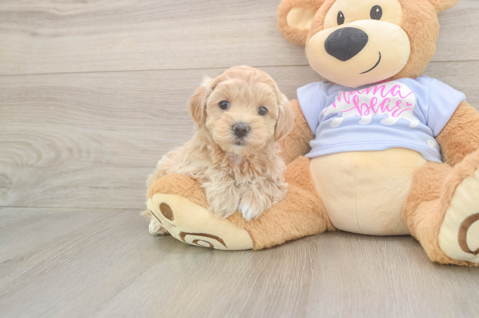5 week old Maltipoo Puppy For Sale - Windy City Pups