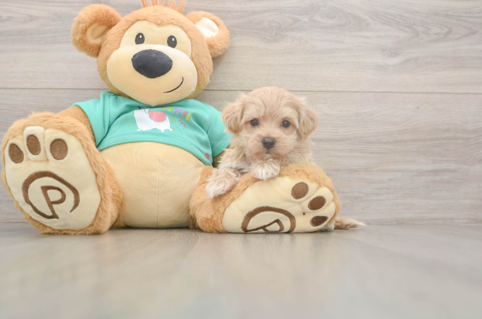 5 week old Maltipoo Puppy For Sale - Windy City Pups