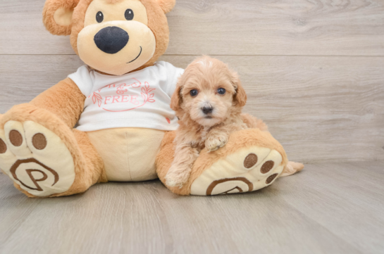TADAA, a Maltipoo littermate