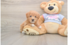 Maltipoo Pup Being Cute