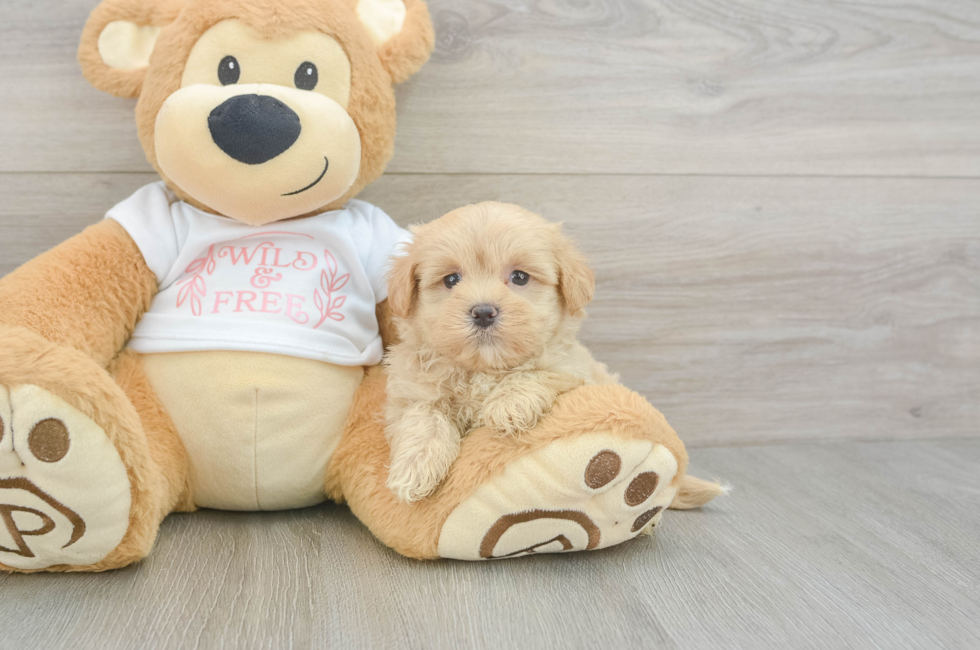 6 week old Maltipoo Puppy For Sale - Windy City Pups