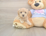 7 week old Maltipoo Puppy For Sale - Windy City Pups