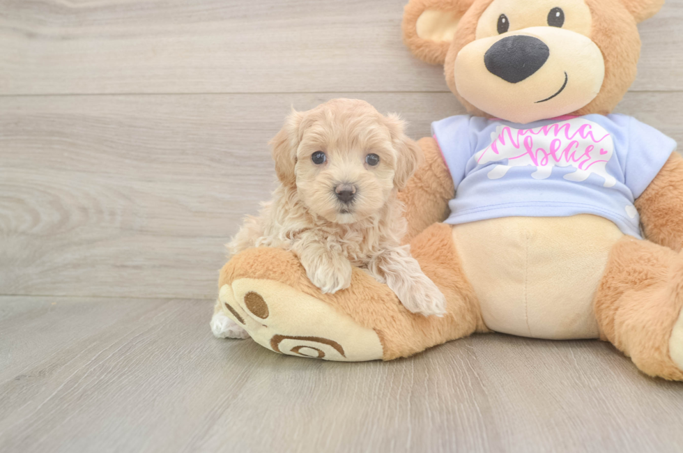 5 week old Maltipoo Puppy For Sale - Windy City Pups