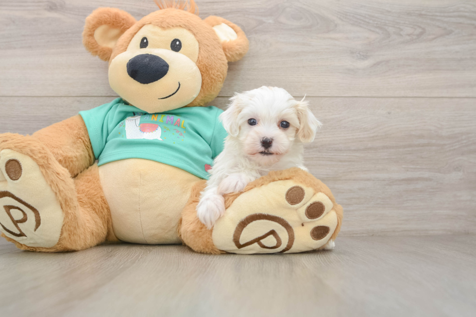 Playful Maltepoo Poodle Mix Puppy