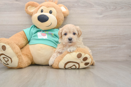 TAFFETA, a Maltipoo littermate