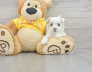 9 week old Maltipoo Puppy For Sale - Windy City Pups