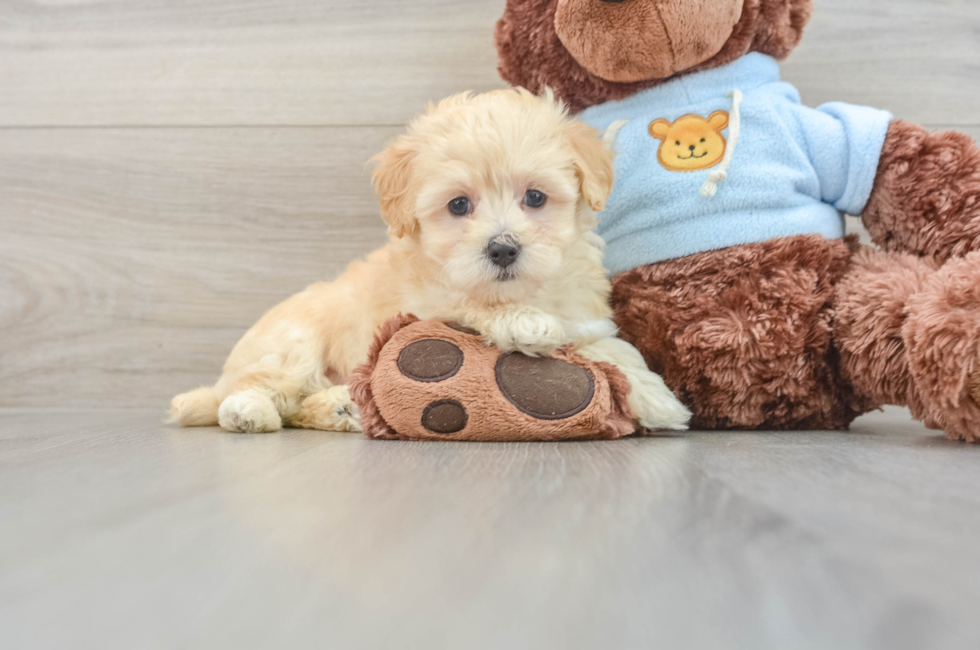 7 week old Maltipoo Puppy For Sale - Windy City Pups