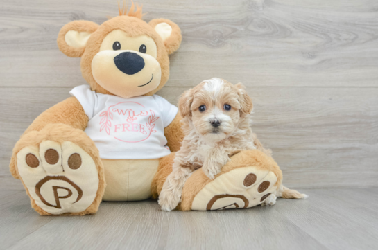 Sweet Maltipoo Baby