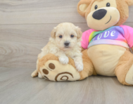 8 week old Maltipoo Puppy For Sale - Windy City Pups