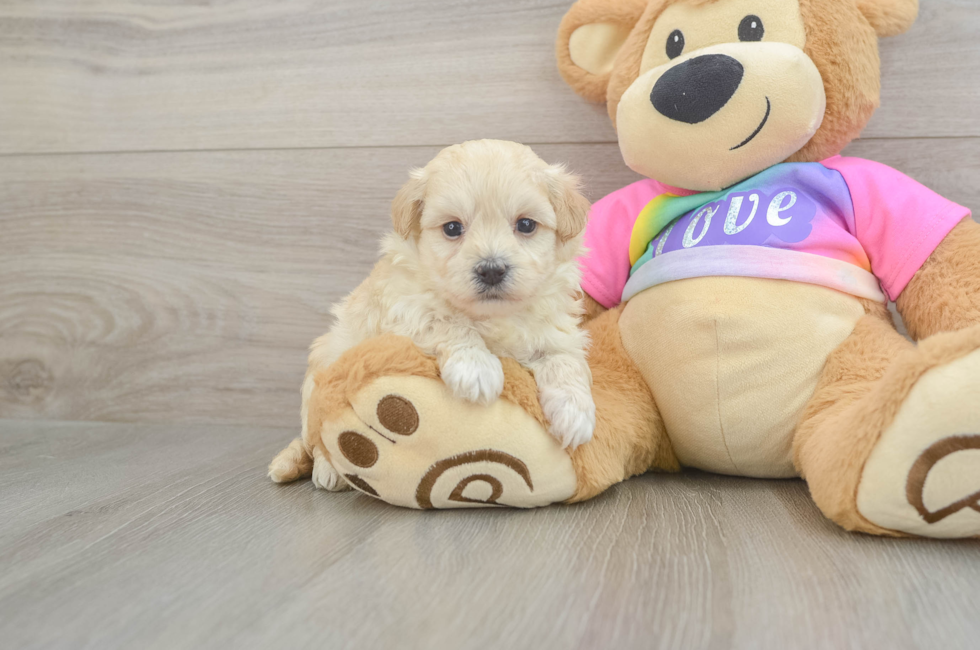 5 week old Maltipoo Puppy For Sale - Windy City Pups
