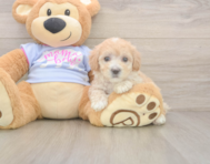8 week old Maltipoo Puppy For Sale - Windy City Pups