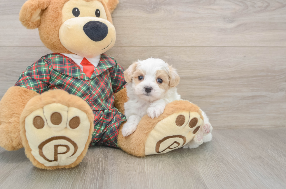 6 week old Maltipoo Puppy For Sale - Windy City Pups