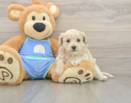 8 week old Maltipoo Puppy For Sale - Windy City Pups