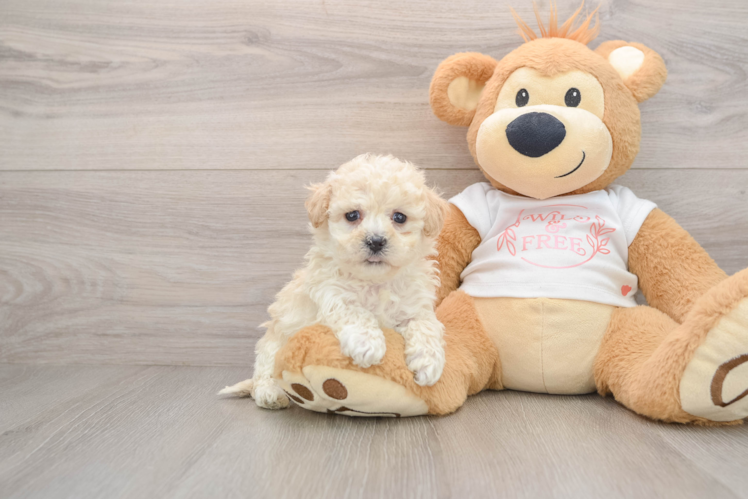Maltipoo Pup Being Cute