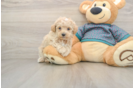 Maltipoo Pup Being Cute