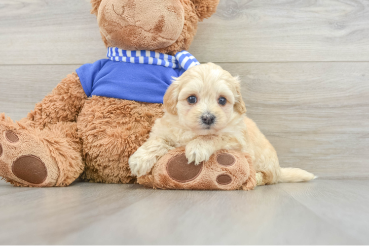 Maltipoo Pup Being Cute