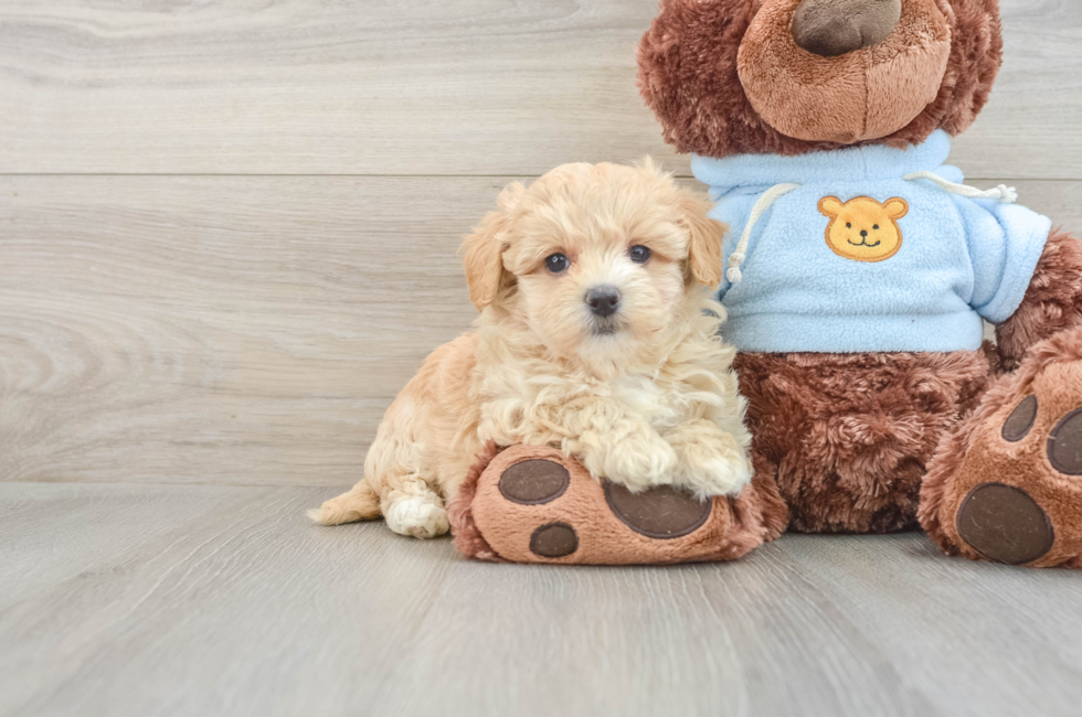 7 week old Maltipoo Puppy For Sale - Windy City Pups