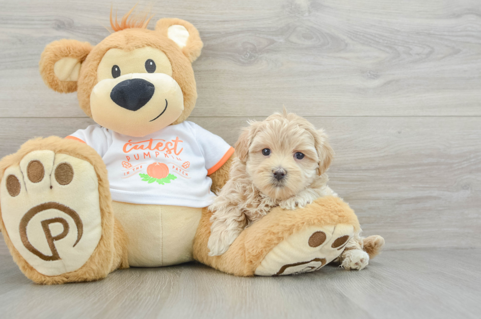 6 week old Maltipoo Puppy For Sale - Windy City Pups