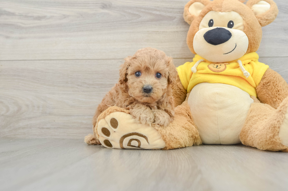 5 week old Maltipoo Puppy For Sale - Windy City Pups