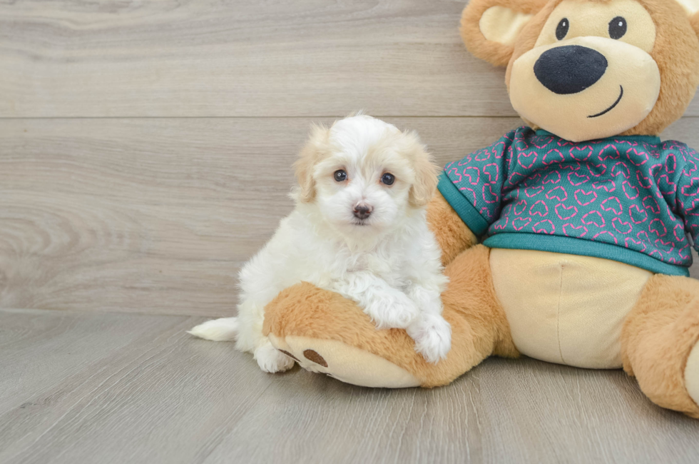 5 week old Maltipoo Puppy For Sale - Windy City Pups