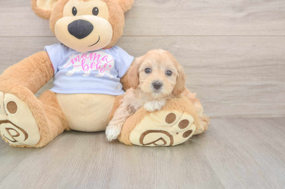 5 week old Maltipoo Puppy For Sale - Windy City Pups
