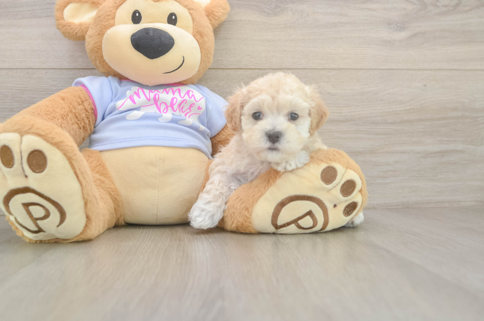 5 week old Maltipoo Puppy For Sale - Windy City Pups