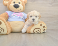 8 week old Maltipoo Puppy For Sale - Windy City Pups 8 week old Maltipoo Puppy For Sale - Windy City Pups