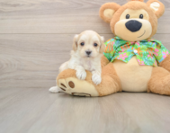 8 week old Maltipoo Puppy For Sale - Windy City Pups