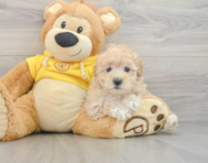 8 week old Maltipoo Puppy For Sale - Windy City Pups